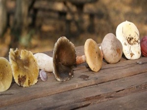 Mantar beyin kanaması riskini azaltıyor