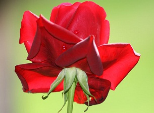 Ey Allah'ın Resûlü! Bize şaka yapıyorsun!