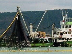 Karadeniz'de HES'ler canlıların neslini tehdit ediyor