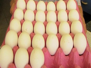 Yumurtayı buzdolabına ambalajıyla koyun