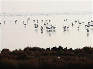 Arıtma sahası kuş cenneti gibi