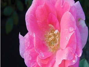 Bunu yapan teşekkürünü yerine getirmiş olur