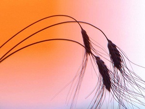 Rabbiniz dilerse merhamet, dilerse azap eder