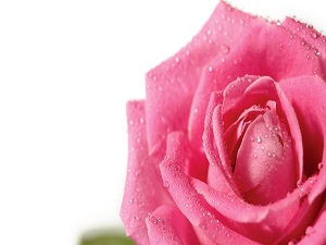 Müslümanın, müslüman üstündeki hakkı beştir