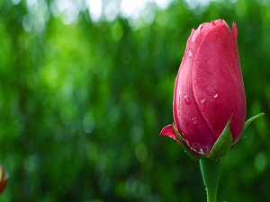 Fukaralar, cennete zenginlerden 500 yıl önce girerler