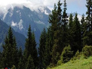 Muğla ormanlarına uluslararası kalite belgesi