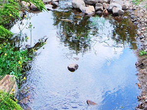 Osmanlı'nın 'şifa', kilisenin 'vaftiz suyu' şişelenecek