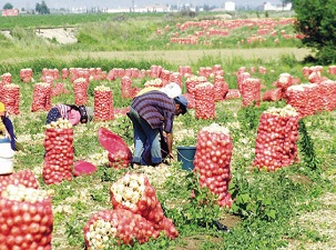 Soğan fiyatları göz yaşartacak!