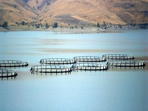 Türkiye su ürünlerinde en hızlı büyüyen 3. ülke