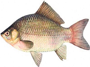 Türkiye’nin başı, 'İsrail Sazanı' ile belada