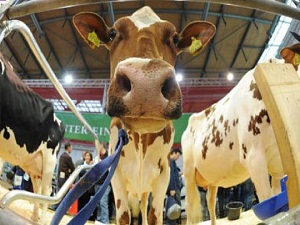 Türkiye'ye 'deli dana' ithalatı