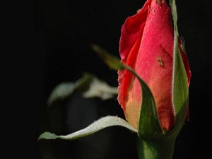 En ziyade kabule mazhar olan dua hangisidir?