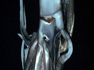 Dev mürekkep balığı görüntülendi