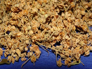 Soğuk havalar bitki satışını arttırdı