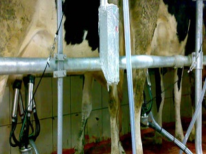 Ocak'ta 710 bin 22 ton inek sütü toplandı