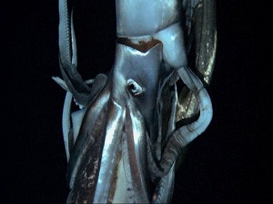 Otomobil büyüklüğünde dev mürekkep balığı bulundu