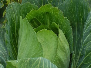 Bilmediğimiz o kadar çok faydası var ki