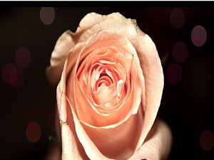 Söz taşıyan cennete girmeyecektir