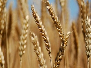 TMO 200 bin ton yemlik aldı