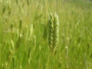 Buğdayın atası 'Siyez'