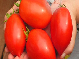 Karyağdı domates fiyatları fırladı