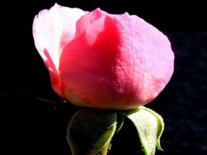 Allah'tan hakkıyla hayâ edin!