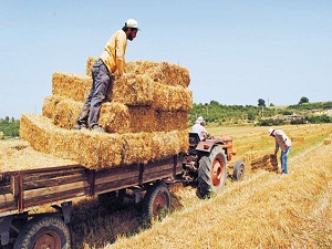 Samanın da spekülatörü çıktı!