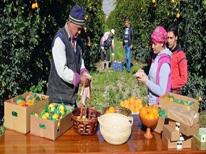 İnternetten 'doğal' narenciye sepeti!