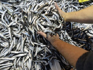 Hamsi fiyatları cep yakıyor