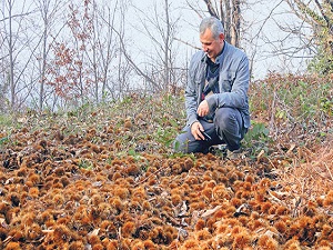 Bursa’da 100 bin kestane fidanı dikilecek