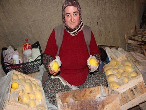 Yataklık limonlar depolanmaya başlandı