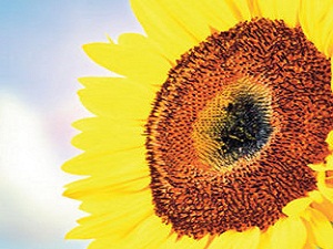 Ayçiçeği kanseri önlüyor