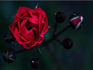 Resûlullaha (asm) yemek göndereni kıskanmıştım