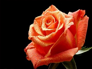 İnsanların şerlileri ulemaya zararlı soru sorandır