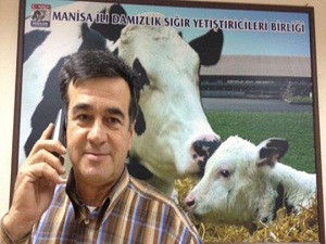 Manisa'da 'Alo Buzağı' dönemi