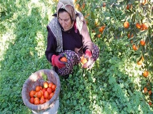 Fırtına mandalina bahçelerine zarar verdi
