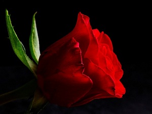 Nesebinizden sıla-i rahim yapacaklarınızı öğrenin