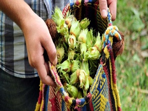 Fındık az olunca Karadeniz'in ihracatı düştü