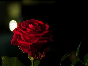 Mescidden çıkarılıp atılan bir çer-çöp...