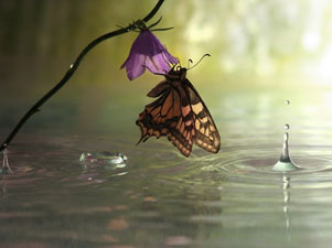 Yağmurla sayıları artan kelebekler