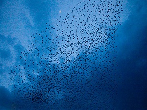 Sığırcık kuşlarının dansı hayran bıraktı