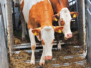 EBK'dan besiciye kesim desteği