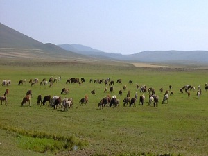 Şehre yakın mera ve yaylalar imara açılıyor!