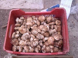 Japonların mantarı Toroslorda filizlendi