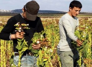 Filistin Tarım Bakanı: İsrail zeytin ağaçlarımızı bile benzin döküp yaktı