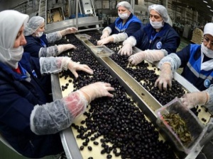 Zeytin alımında rekor