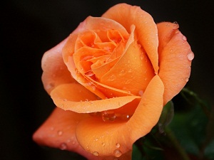 Allah, borçlanan kimsenin ödeme niyetini bilince