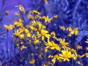 Kekik ve Adaçayı Sadece Türkiye’de Yetişiyor!