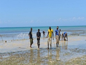 Suya girmeden avlanıyorlar