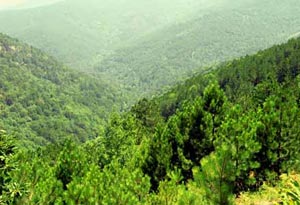 Yunanlılar ısınmak için ormanlara dadandı